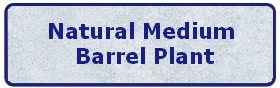 Natural Medium Barrel Plant